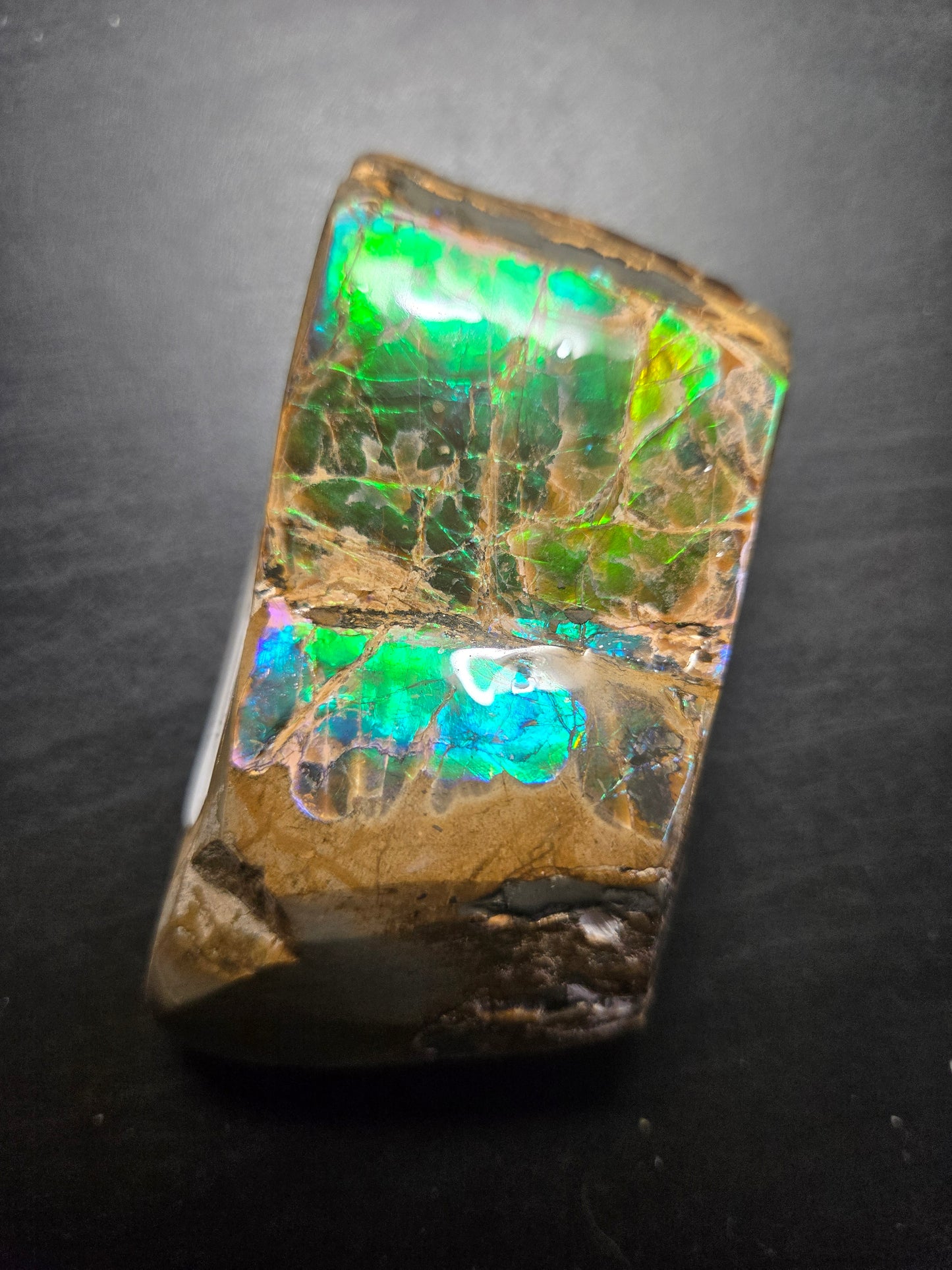 Double Sided Ammolite